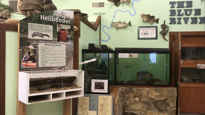 Hellbender 1.jpg